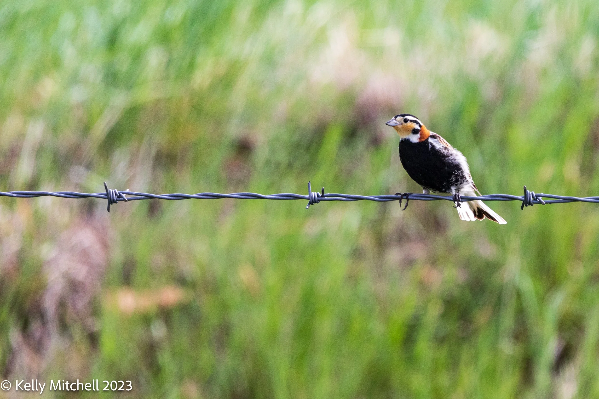 Chestnut-collared Longspur