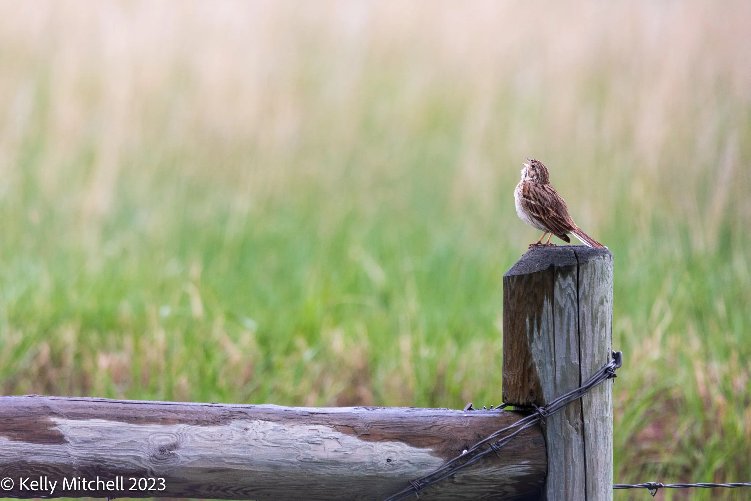 Song Sparrow