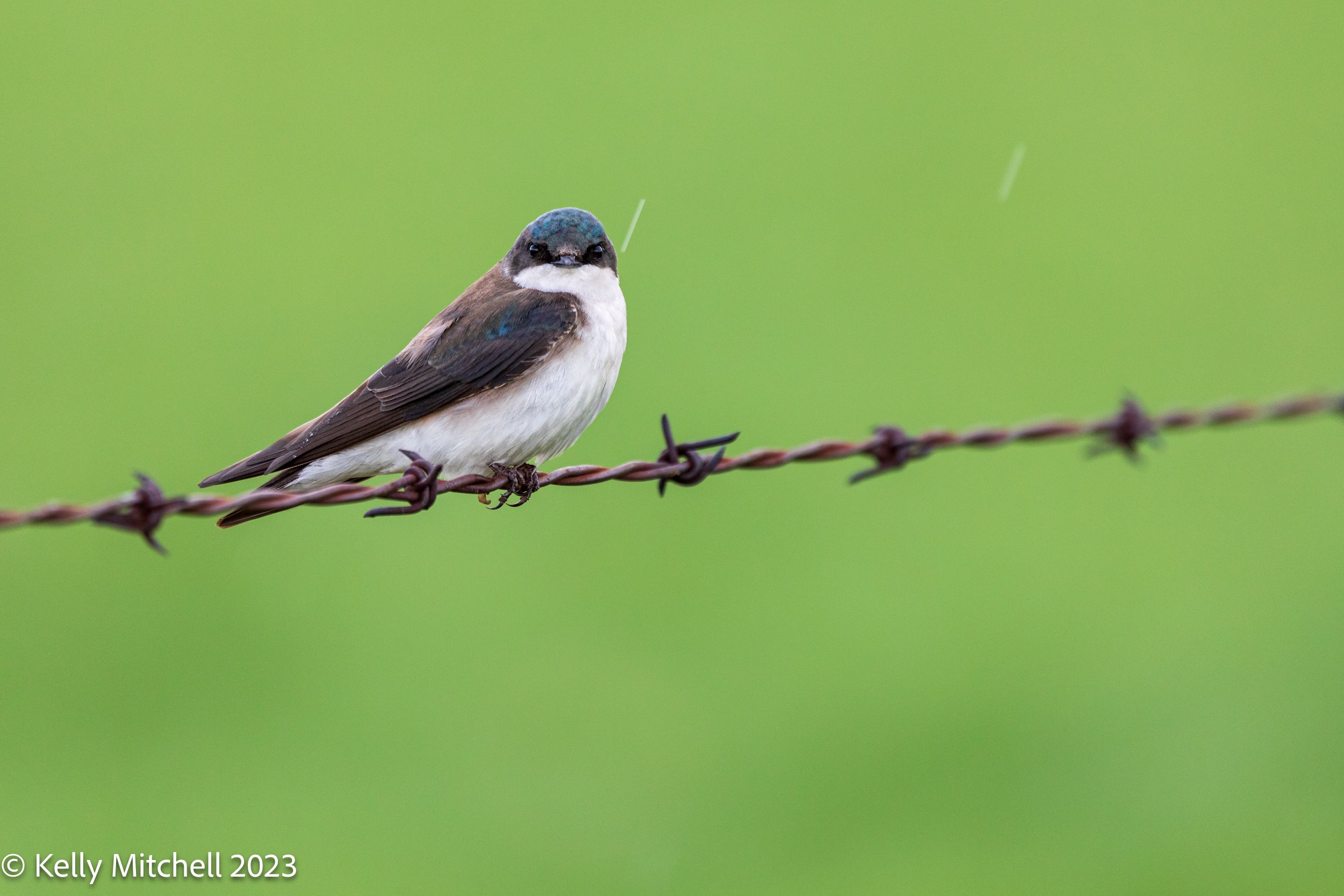 Tree Swallow