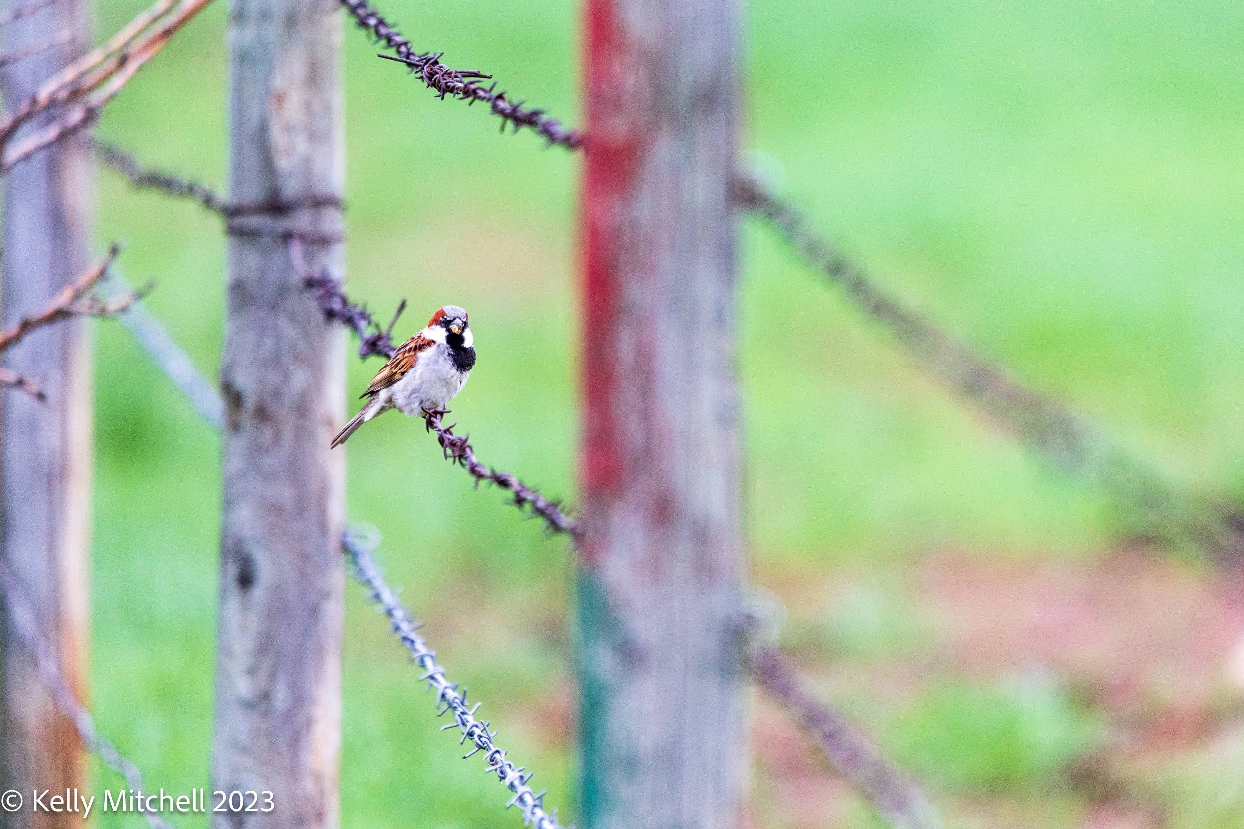 House Sparrow