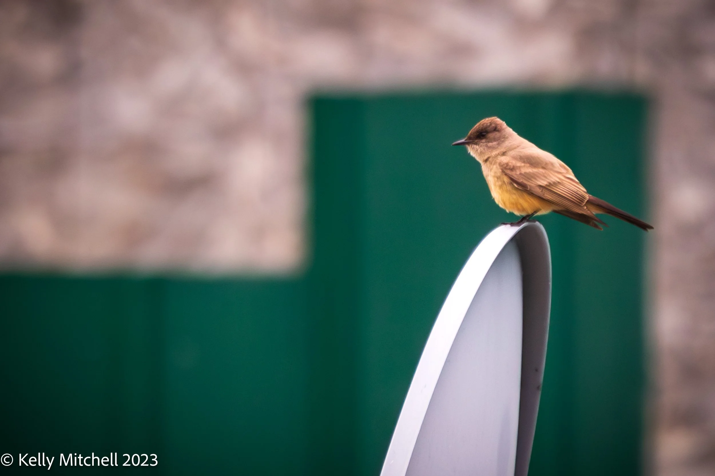 Say's Phoebe