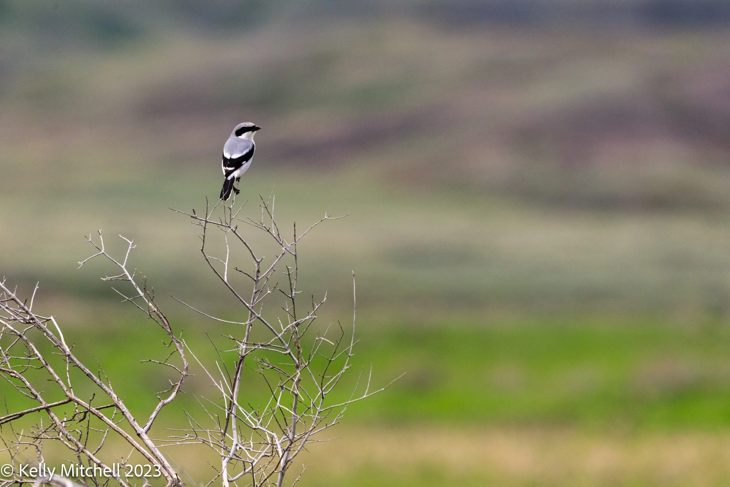 Loggerhead Shrike