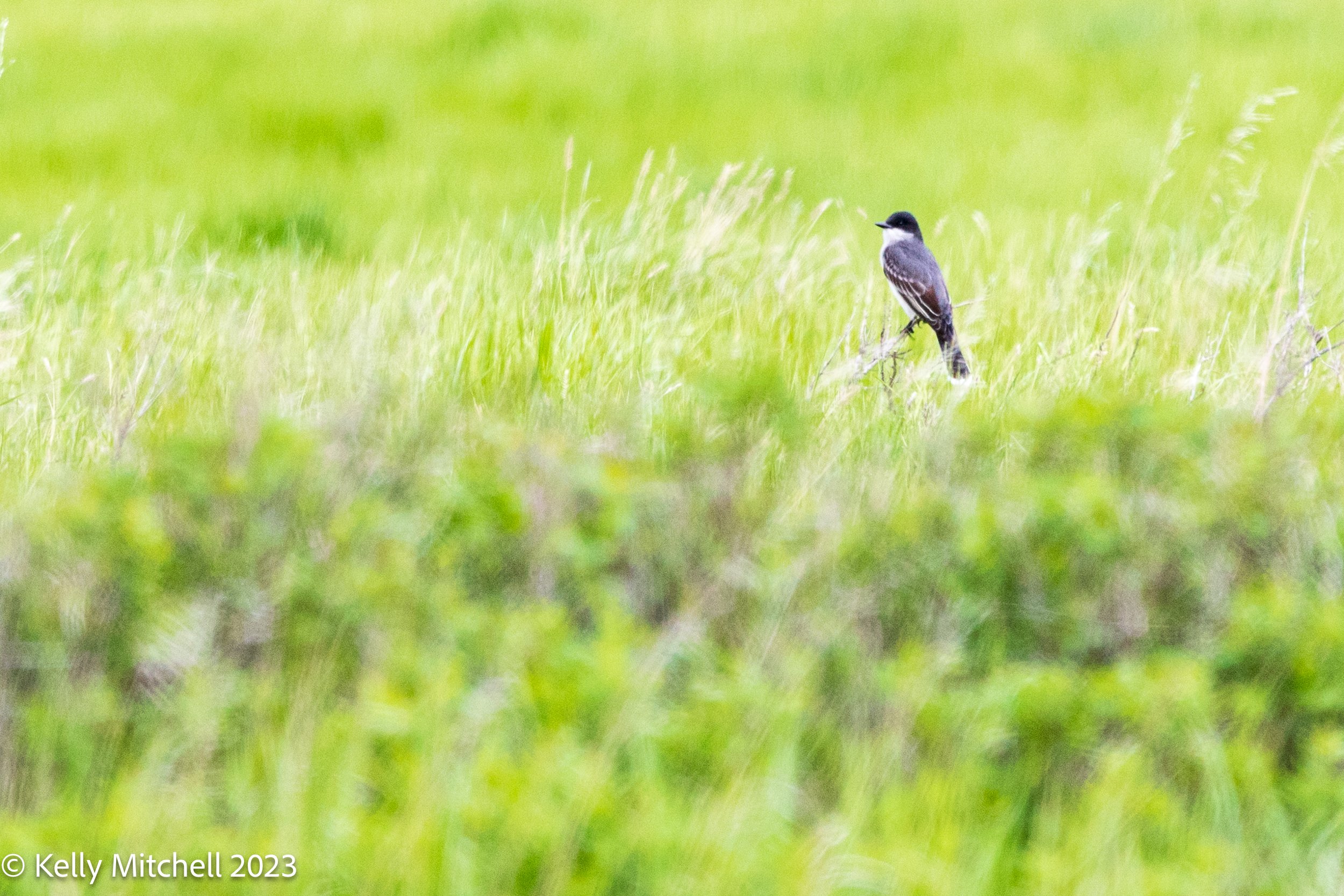 Eastern Kingbird