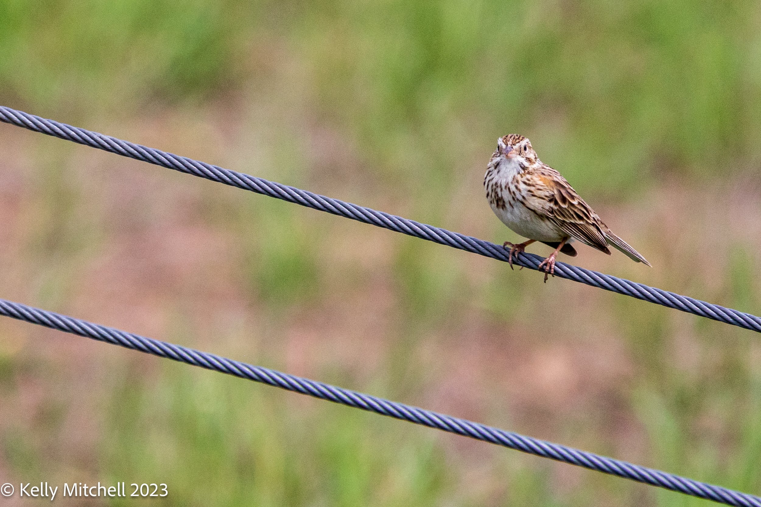 Vesper Sparrow