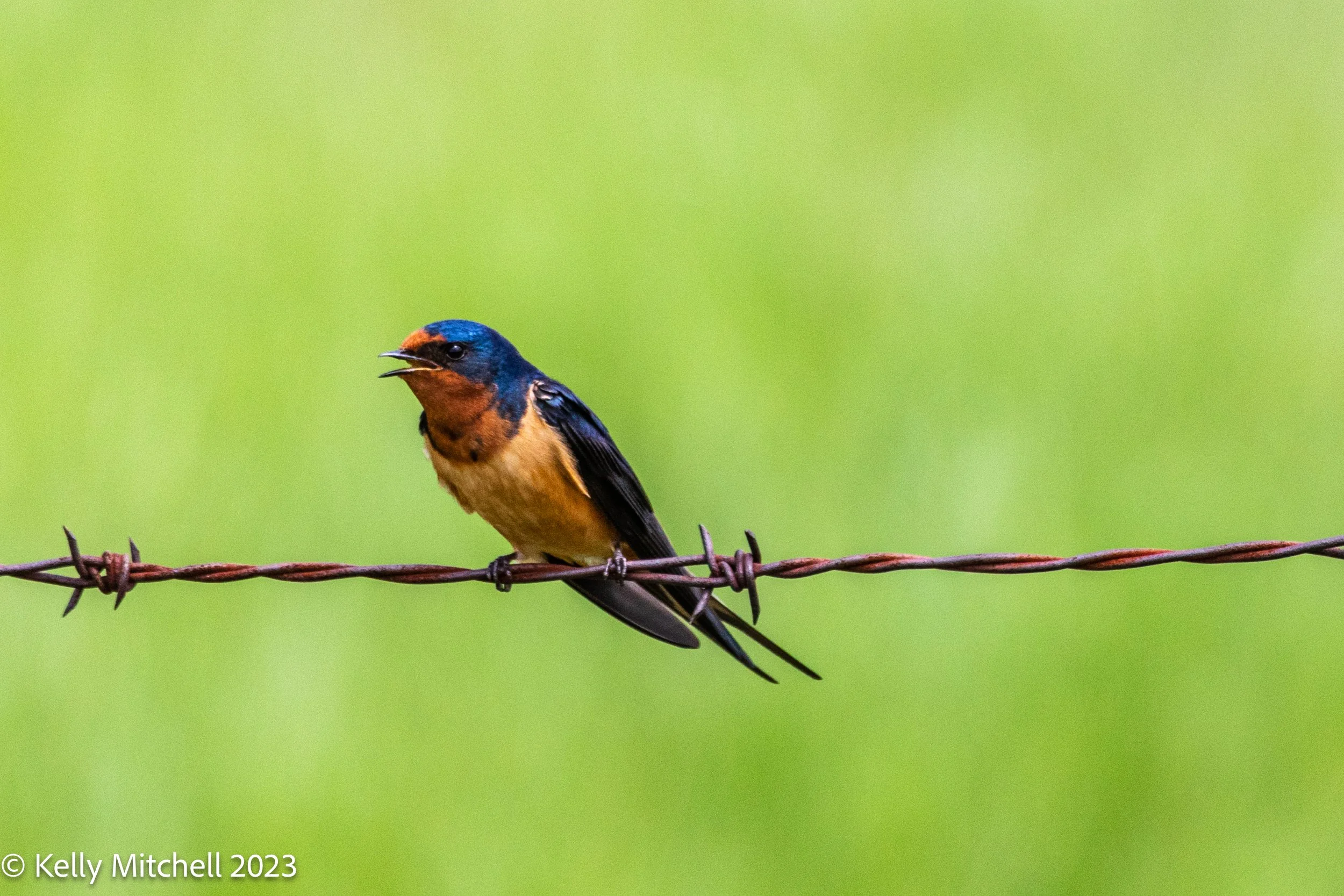 Barn Swallow