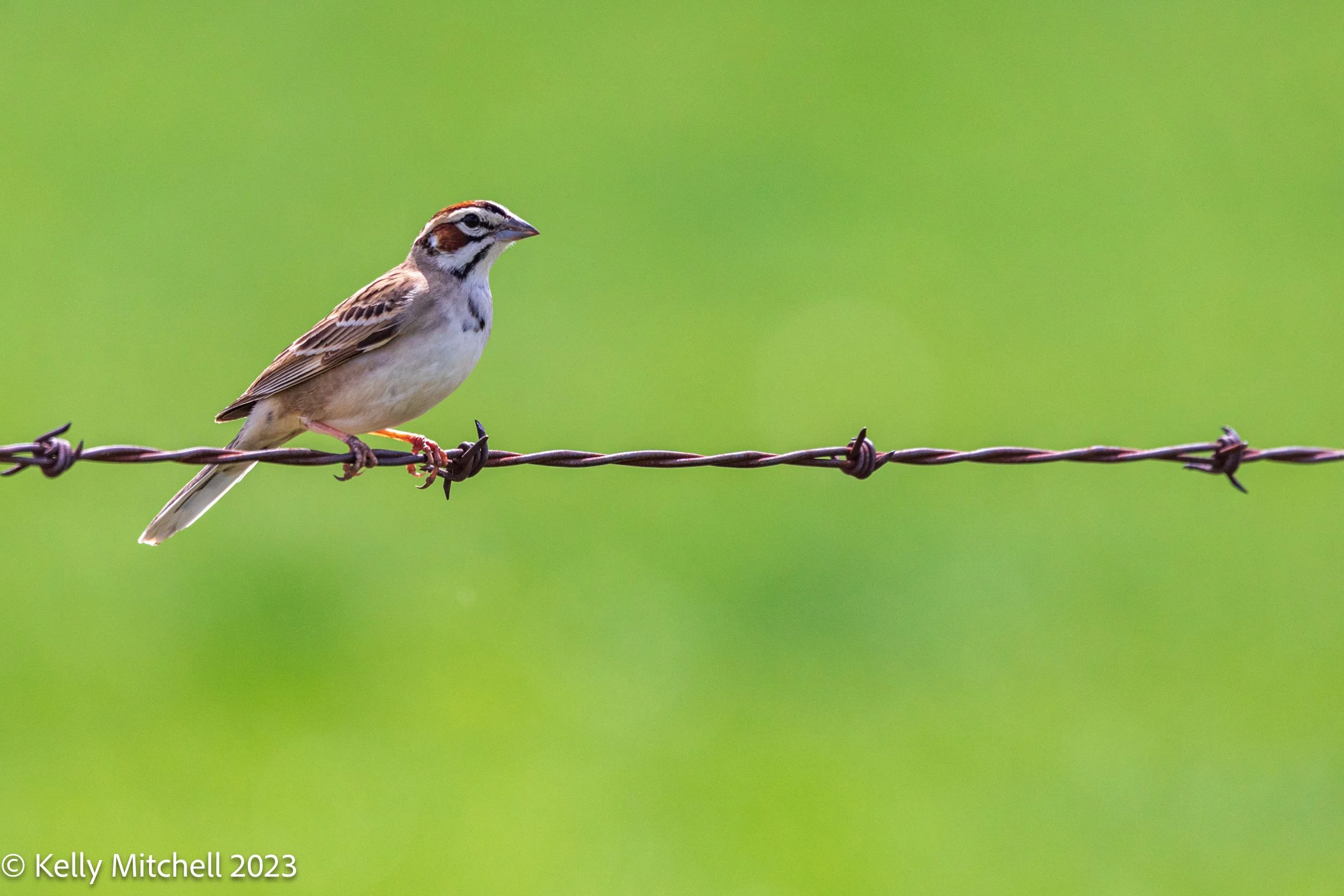 Lark Sparrow
