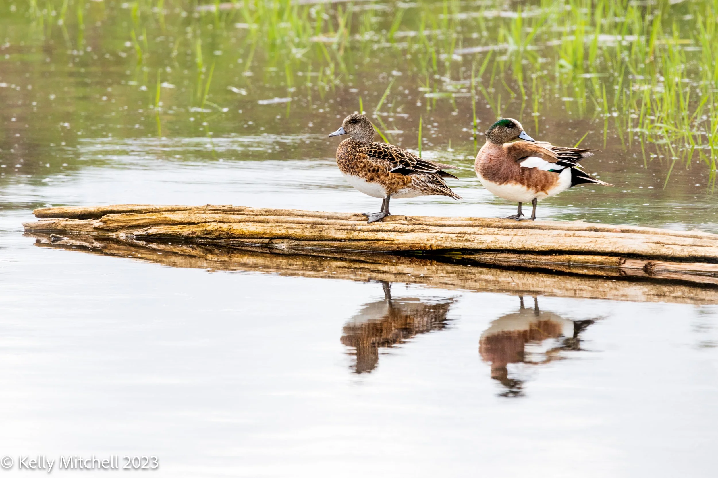 American Wigeons