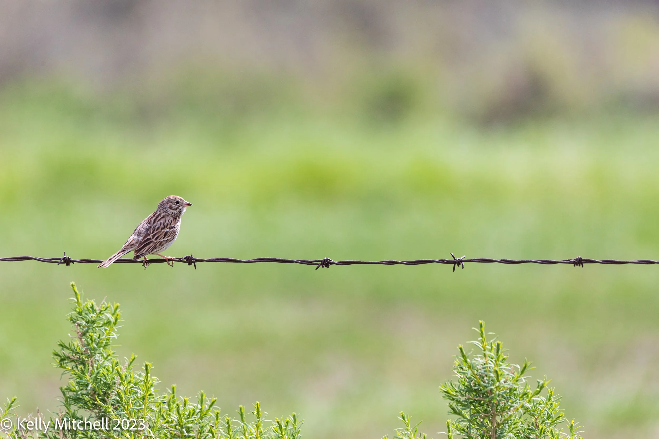 Vesper Sparrow