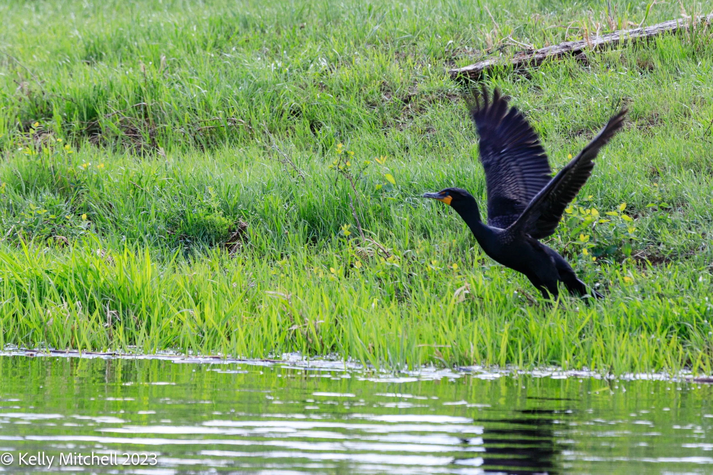 Double-Crested Cormorant