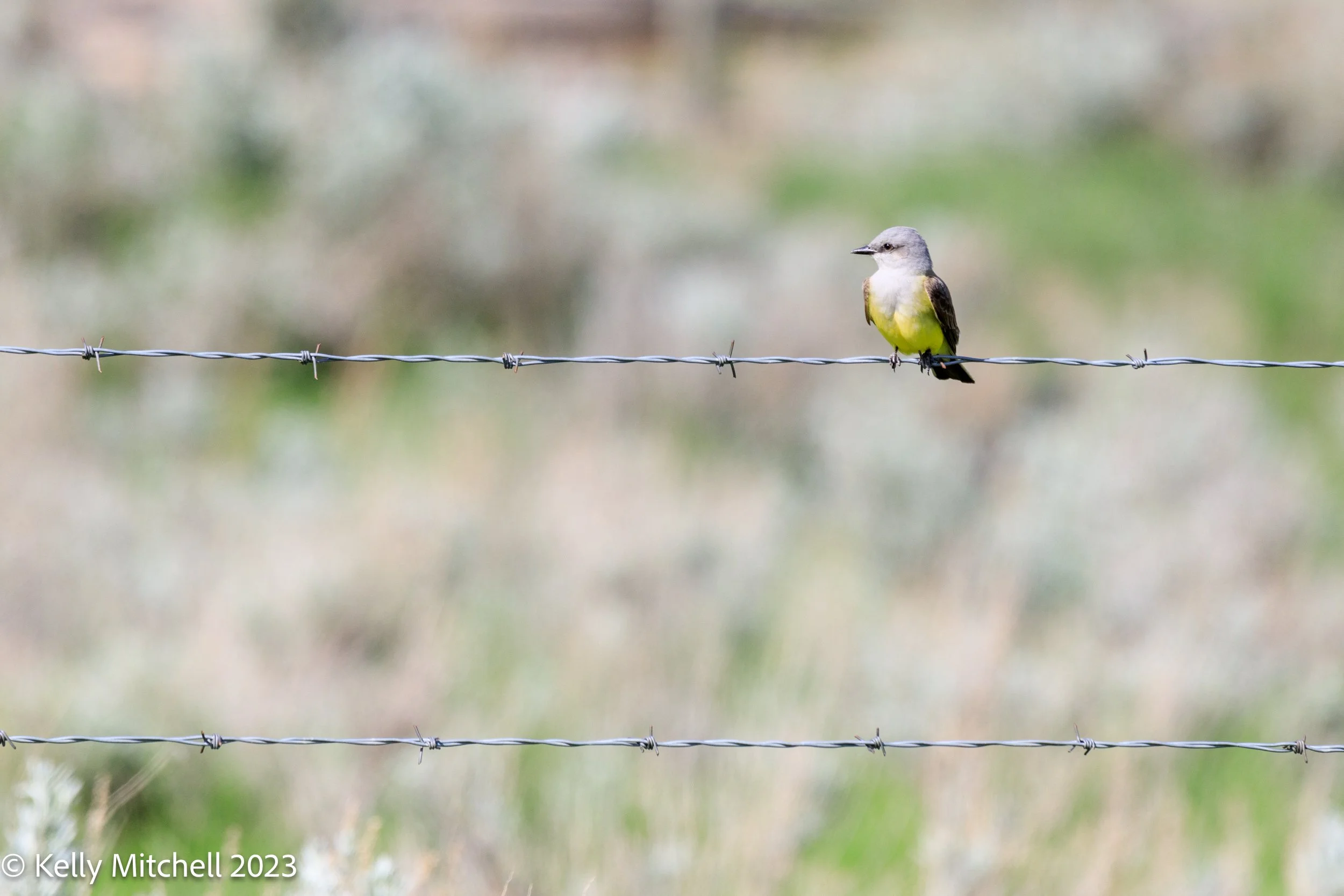 Western Kingbird
