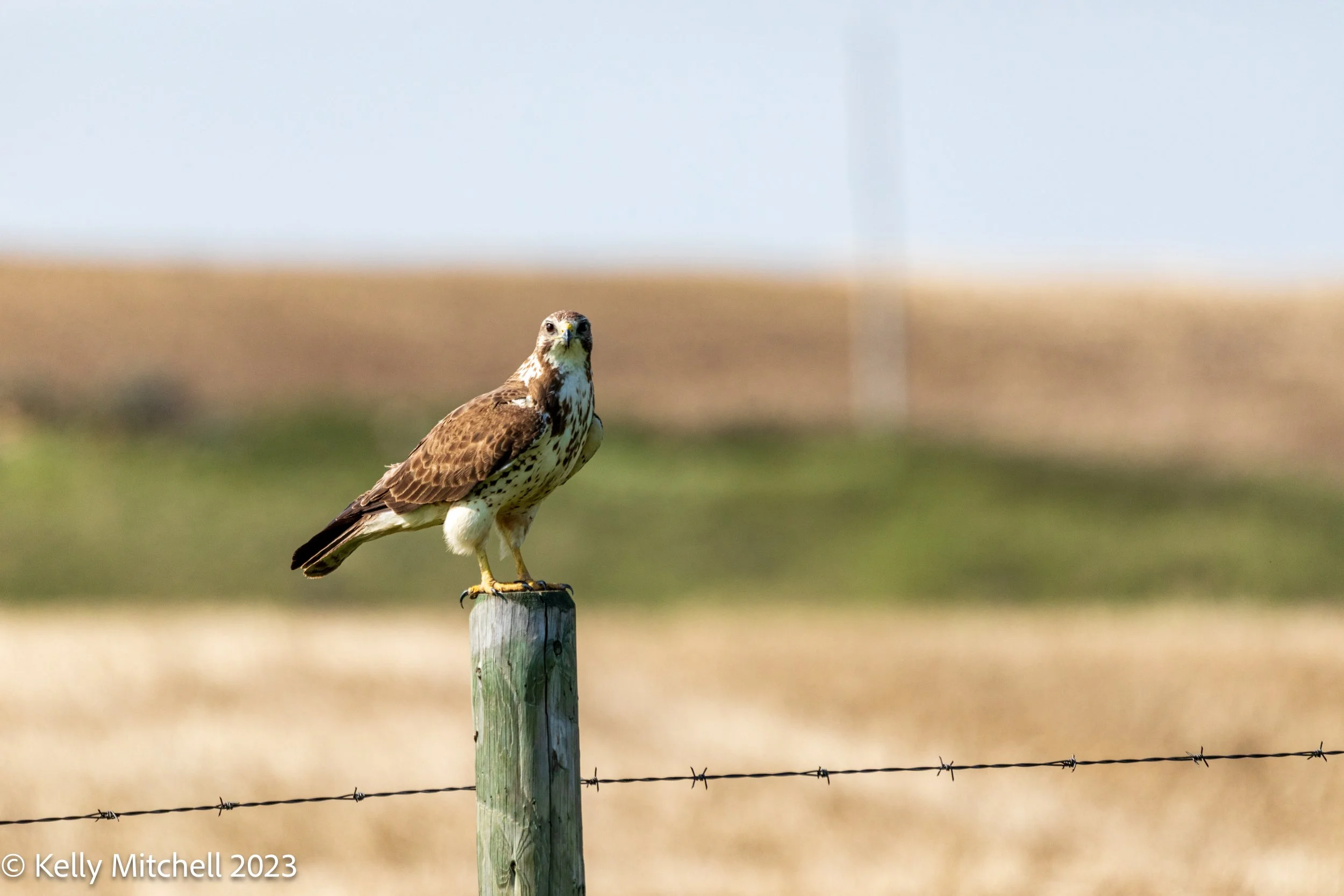 Swainson Hawk