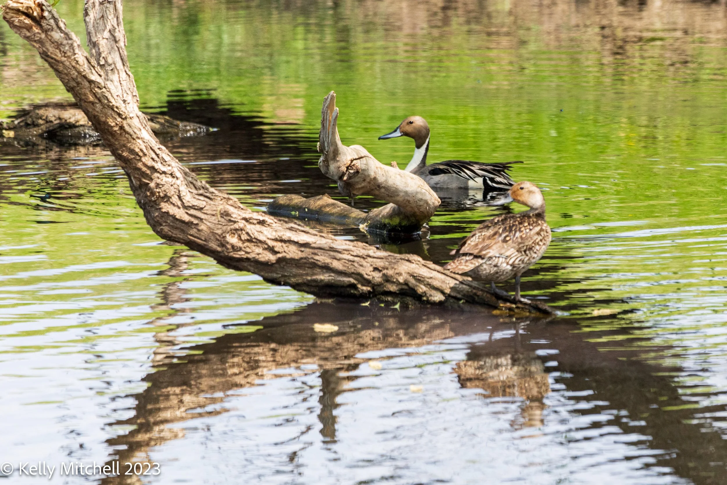 Northern Pintail