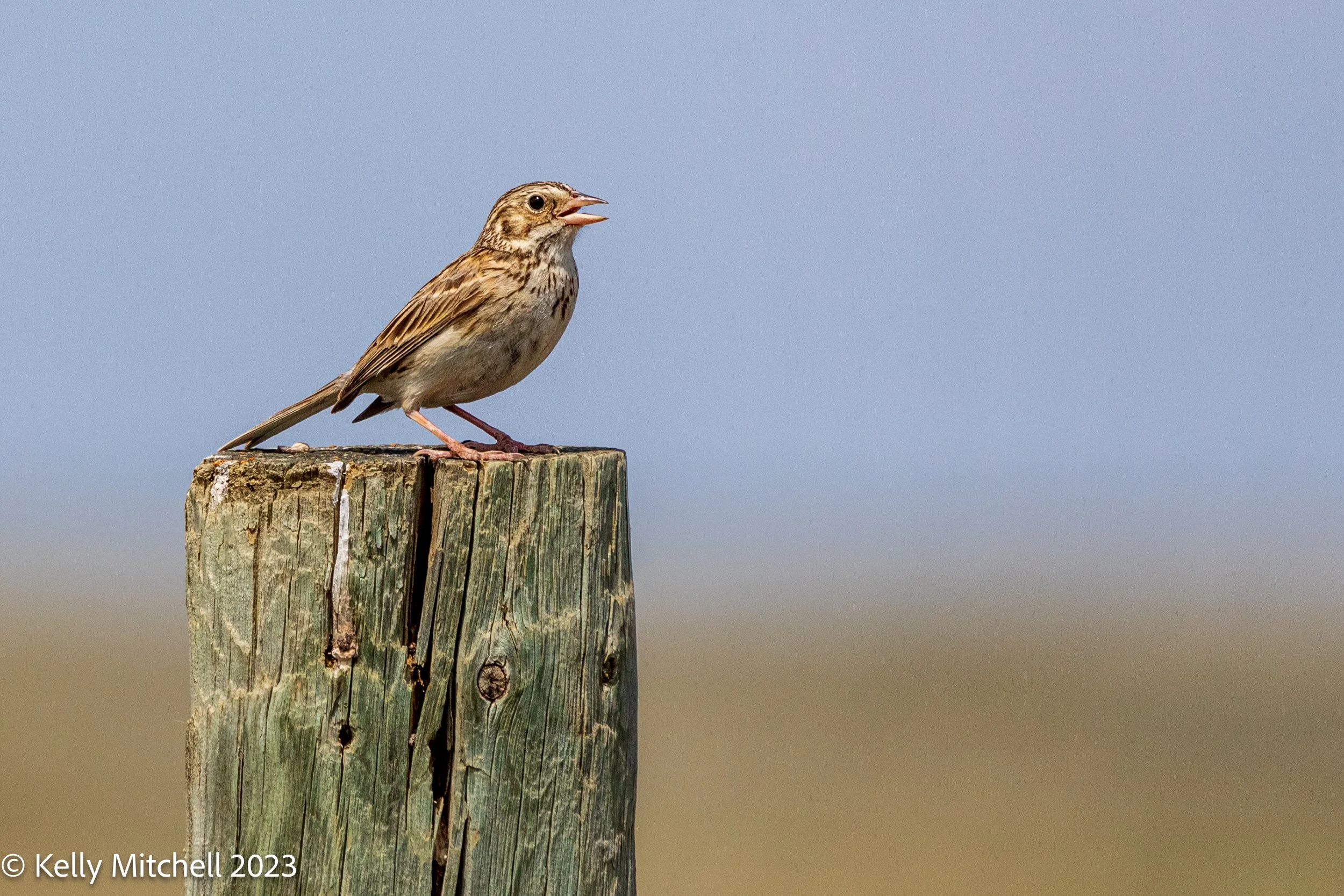 Savannah Sparrow