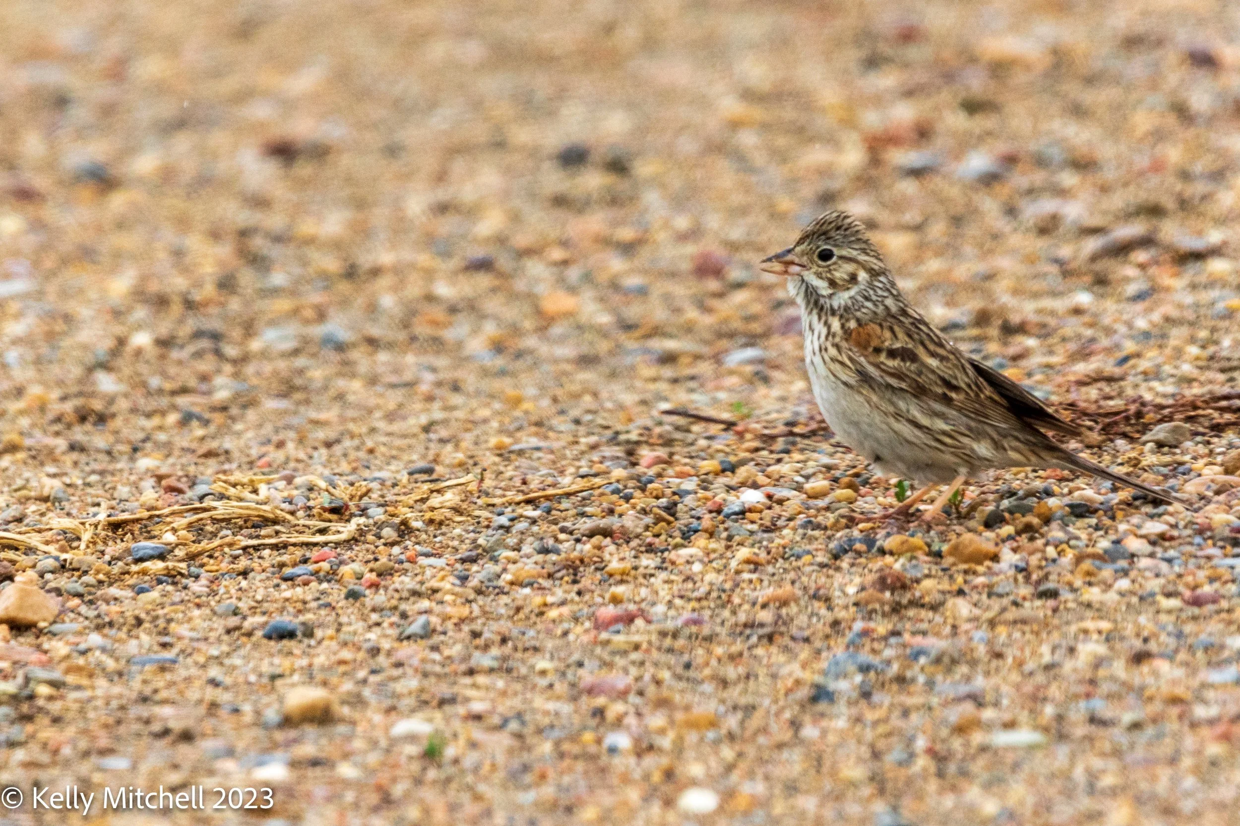 GRASSLANDS ADVENTURE - SPECIAL - BIRDS