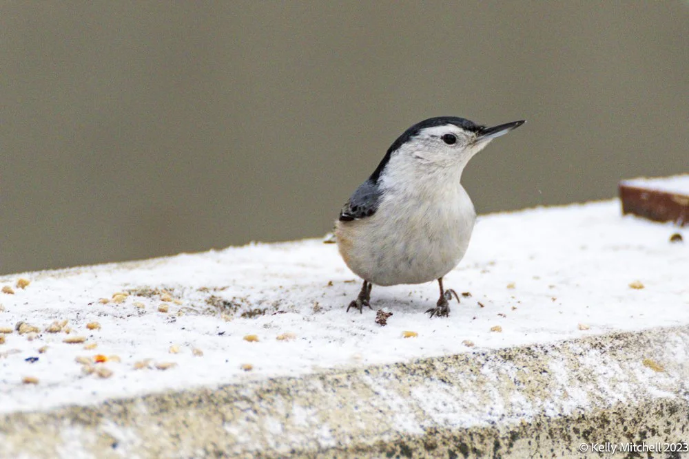 Handsome Nuthatch