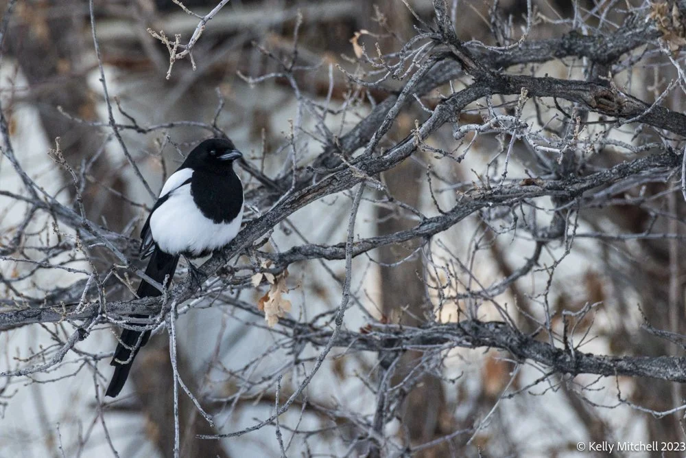 Maggie the Magpie