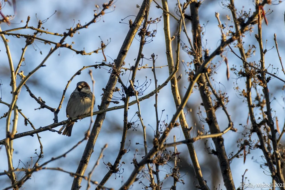 Mr House Sparrow