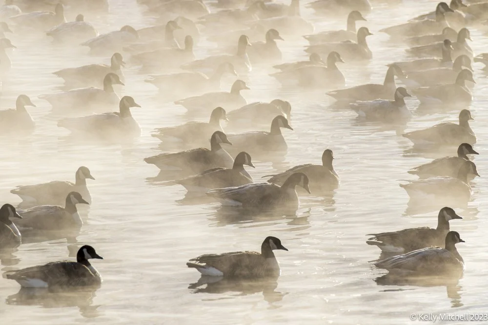 Foggy Morning at the Pond
