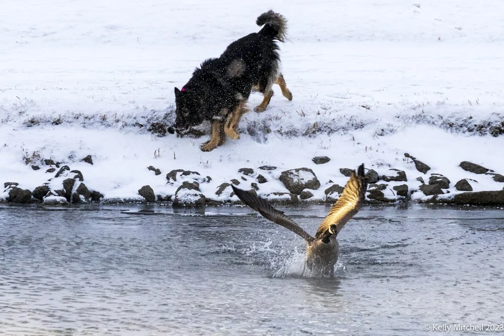 Dog vs Goose