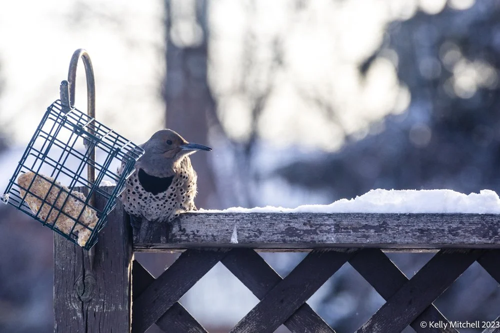 Very Busy North Flicker