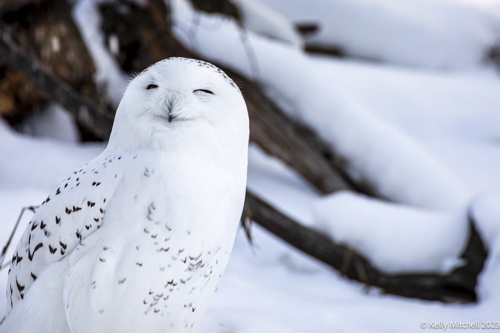 Snowy Owl Enjoying the Sun
