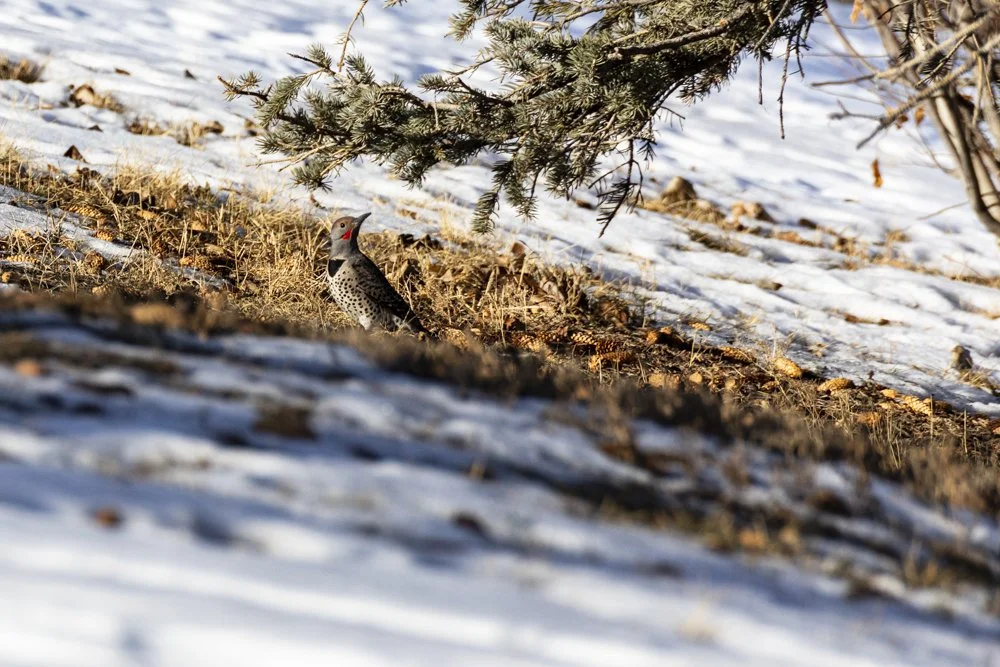 Northern Flicker