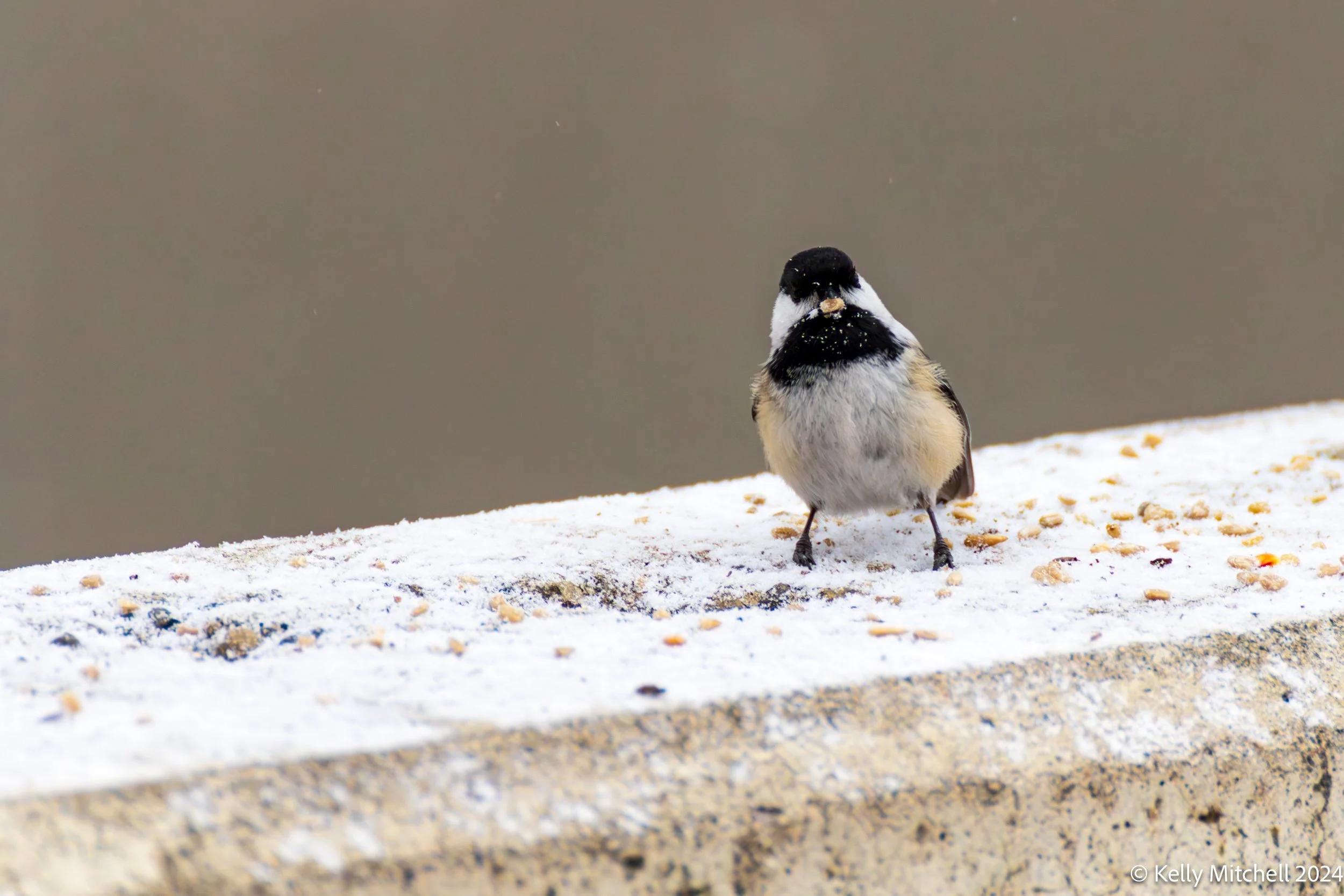 Cheeky Little Chickadee