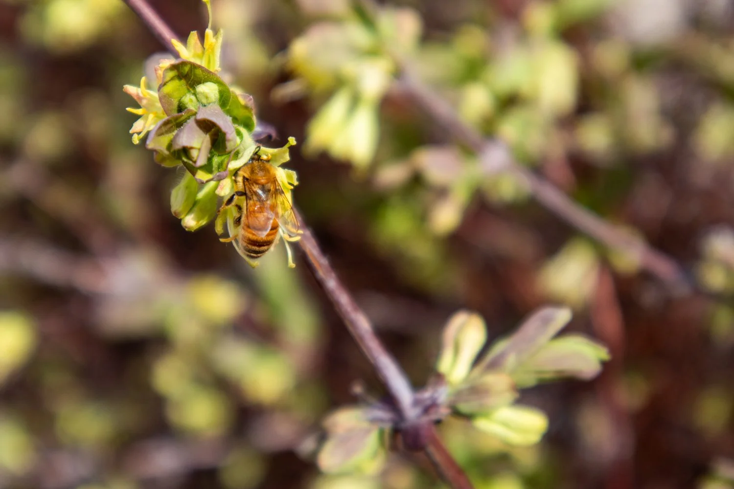 Late April - The Bumbles are Out!