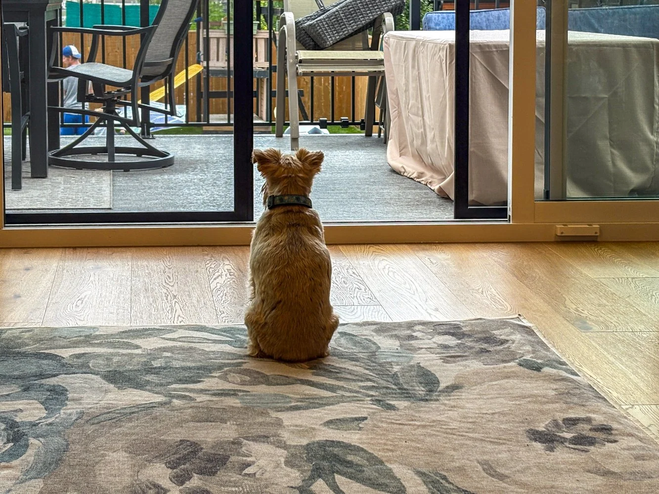 July - Let Me Out!! I want to Play too!!