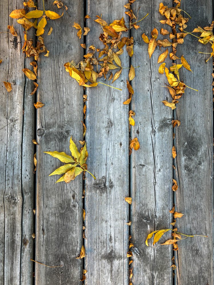 October 2025 - All about Leaves!!