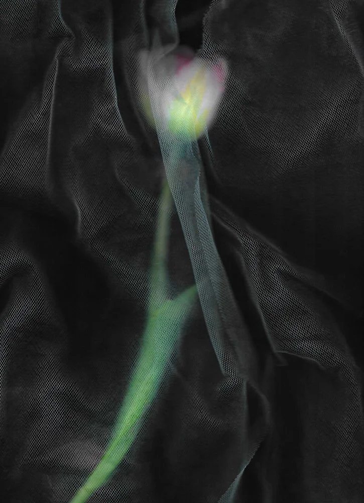 Tulip-Scan 2.jpg