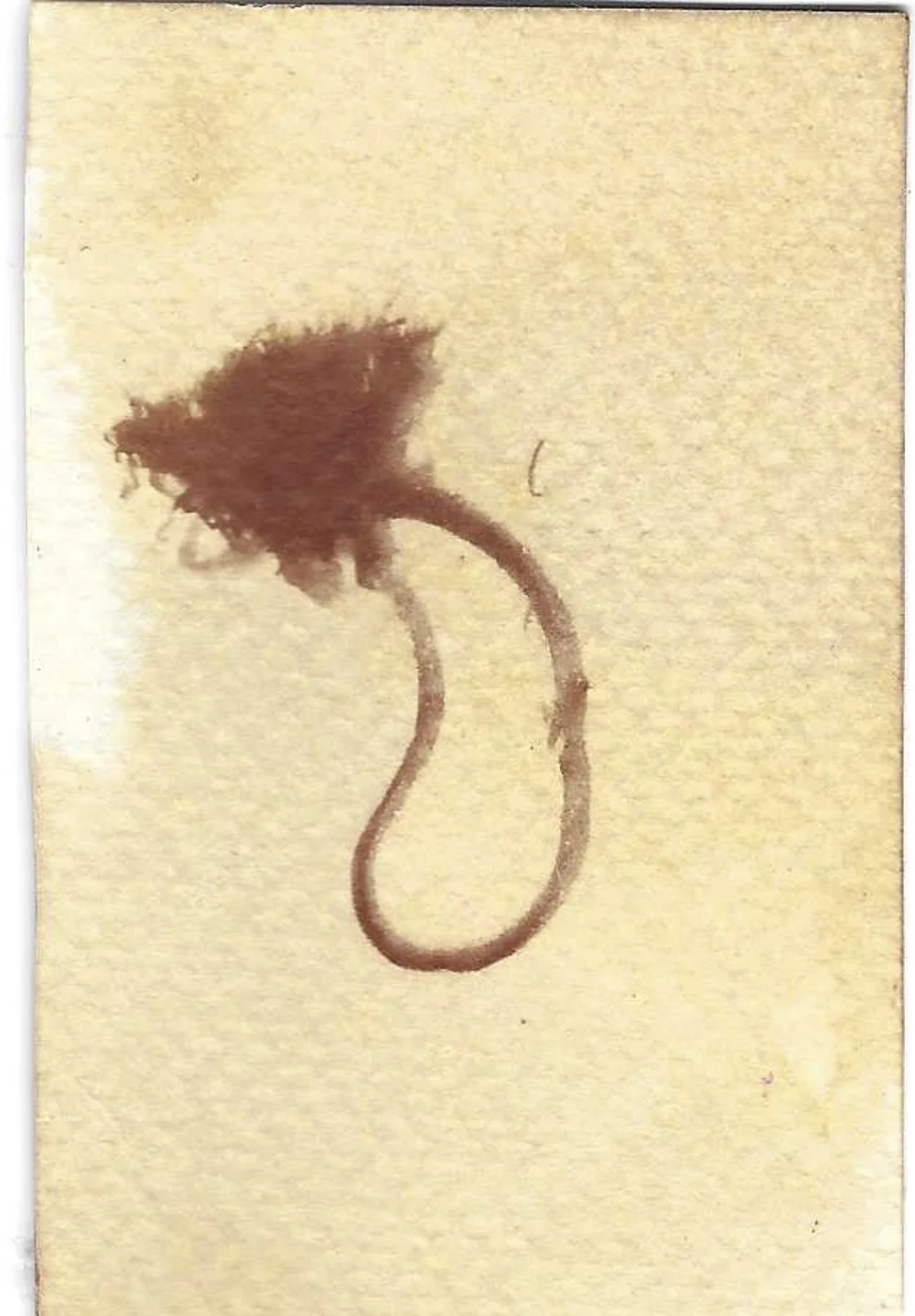 20260519-051926-turmeric-drieddandelion-Scan-2.jpg