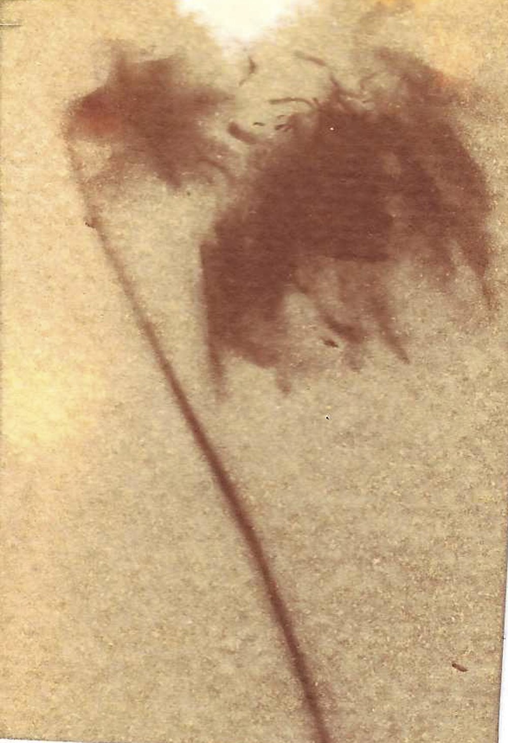 20260519-051926-turmeric-drieddandelion-Scan-3.jpg