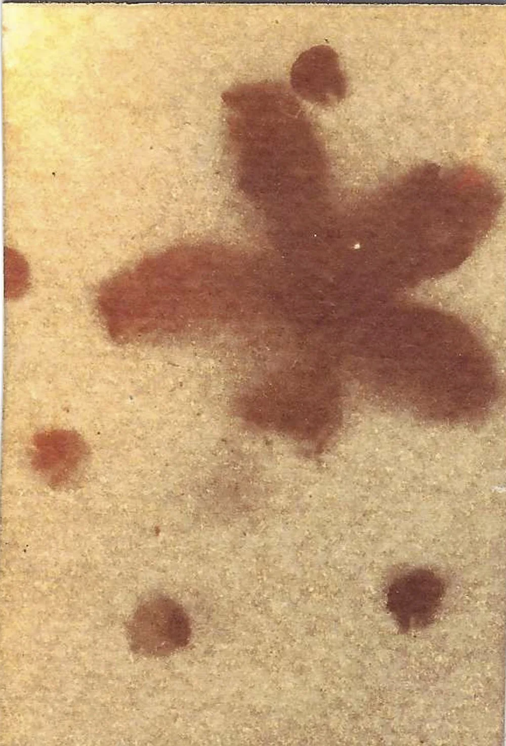 20260519-051926-turmeric-drieddandelion-Scan.jpg