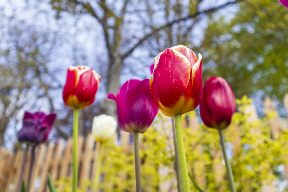 St Johns Flowers