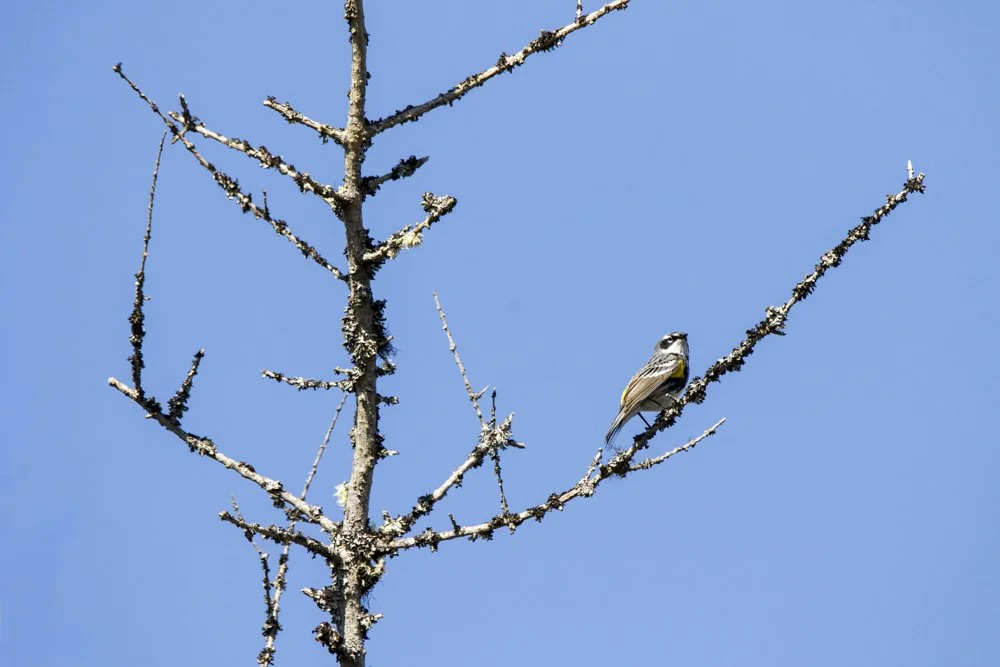 Blackpoll Warbler