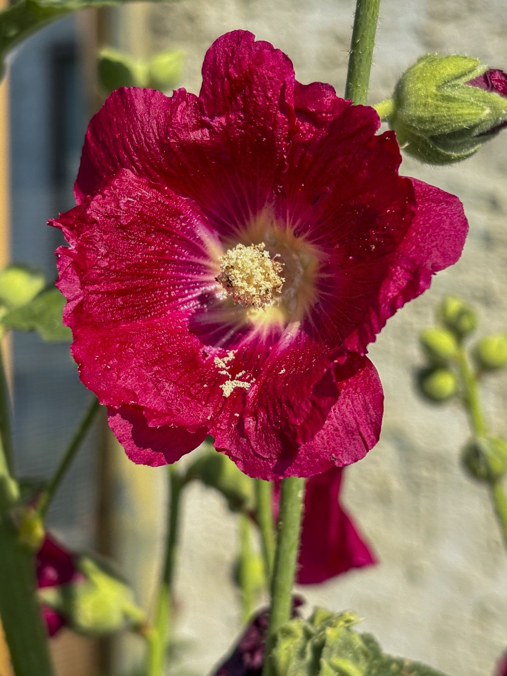 July 27 - Hollyhocks
