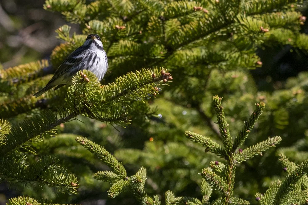 Blackpoll Warbler