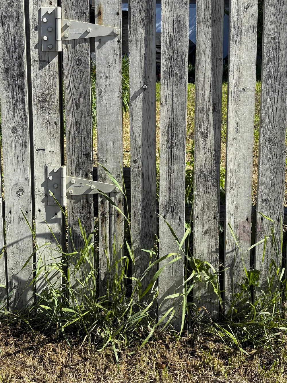 June 5 - Old Fence and Weeds -

An old fence along the way with paint peeling and the nails rusting - 
Weather has played its part over the years 
The sun bakes the wood and the rain warps the boards - 
Winter winds blow hard and the wood bends even 
