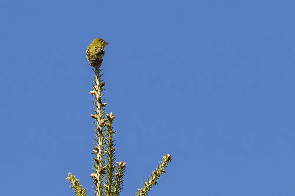 Yellow-bellied Flycatcher