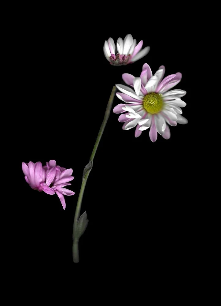 Stilllife_Carnations_1-2.jpg