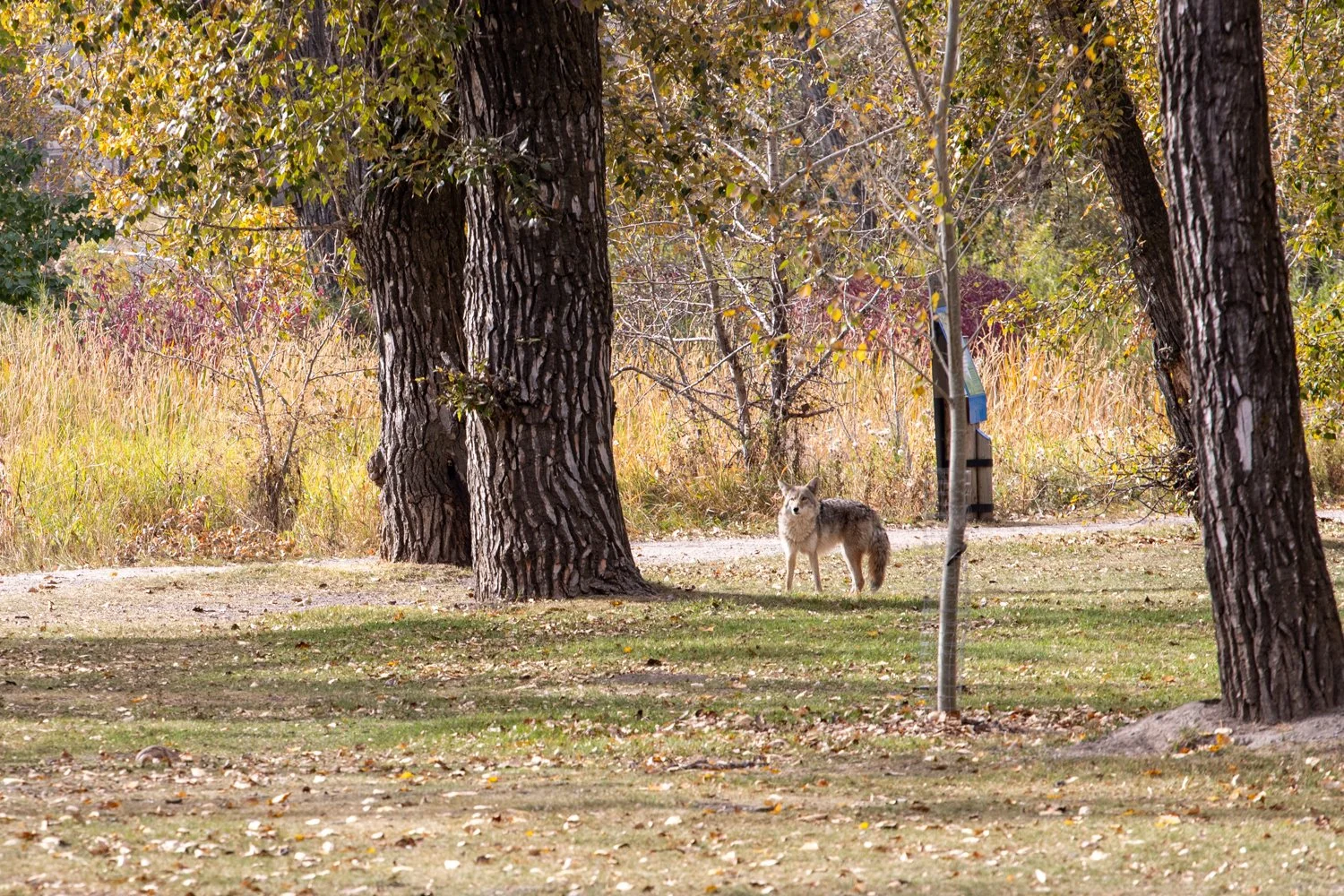 October 2025 - Coyote