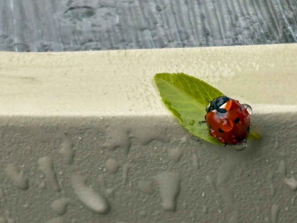 June 2 - Lady Bird - Little Lady Bird, bright and colourful on a grey and dreary day - Waiting to warm up and fly away - The sun will shine in the morning - Just wait and see - The blue skies will return and the warm sunshine will dry the world out a