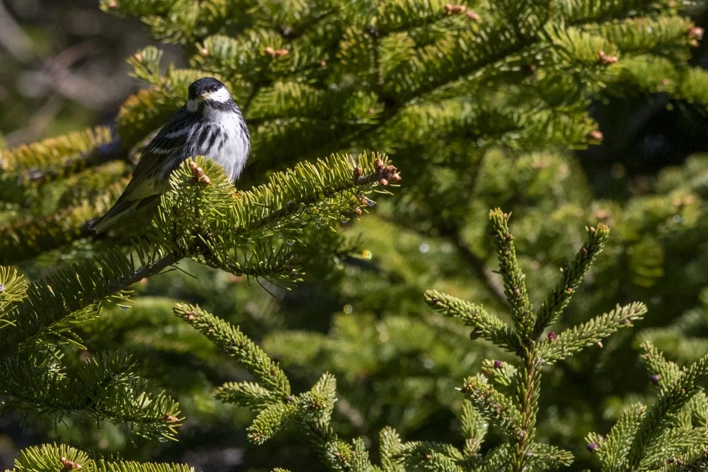 Blackpoll Warbler