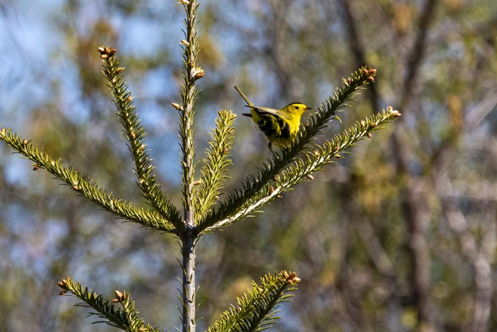 Wilson's Warbler