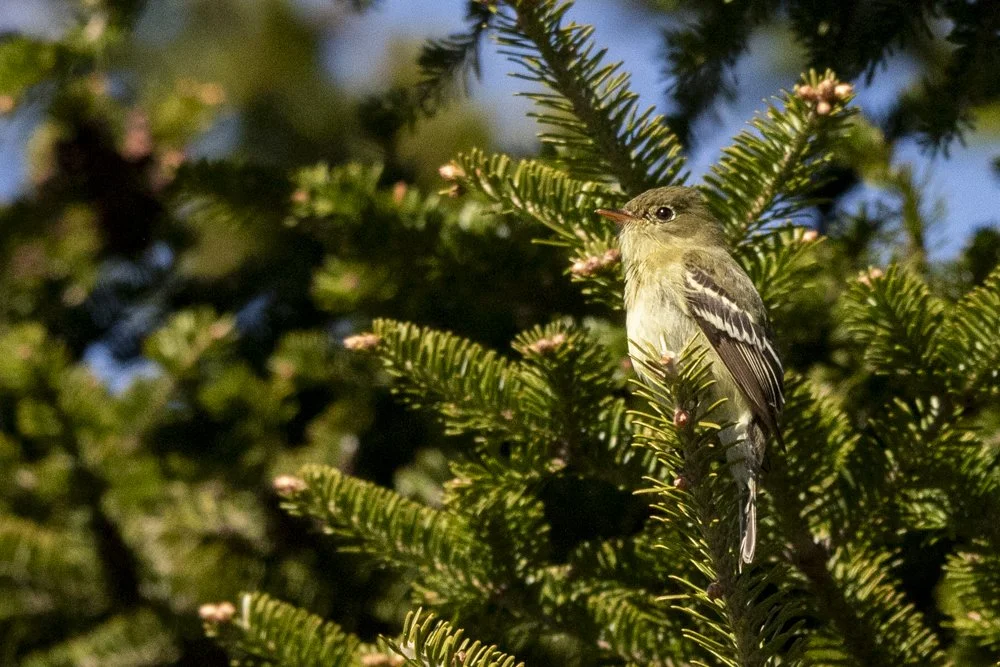 Yellow-bellied Flycatcher