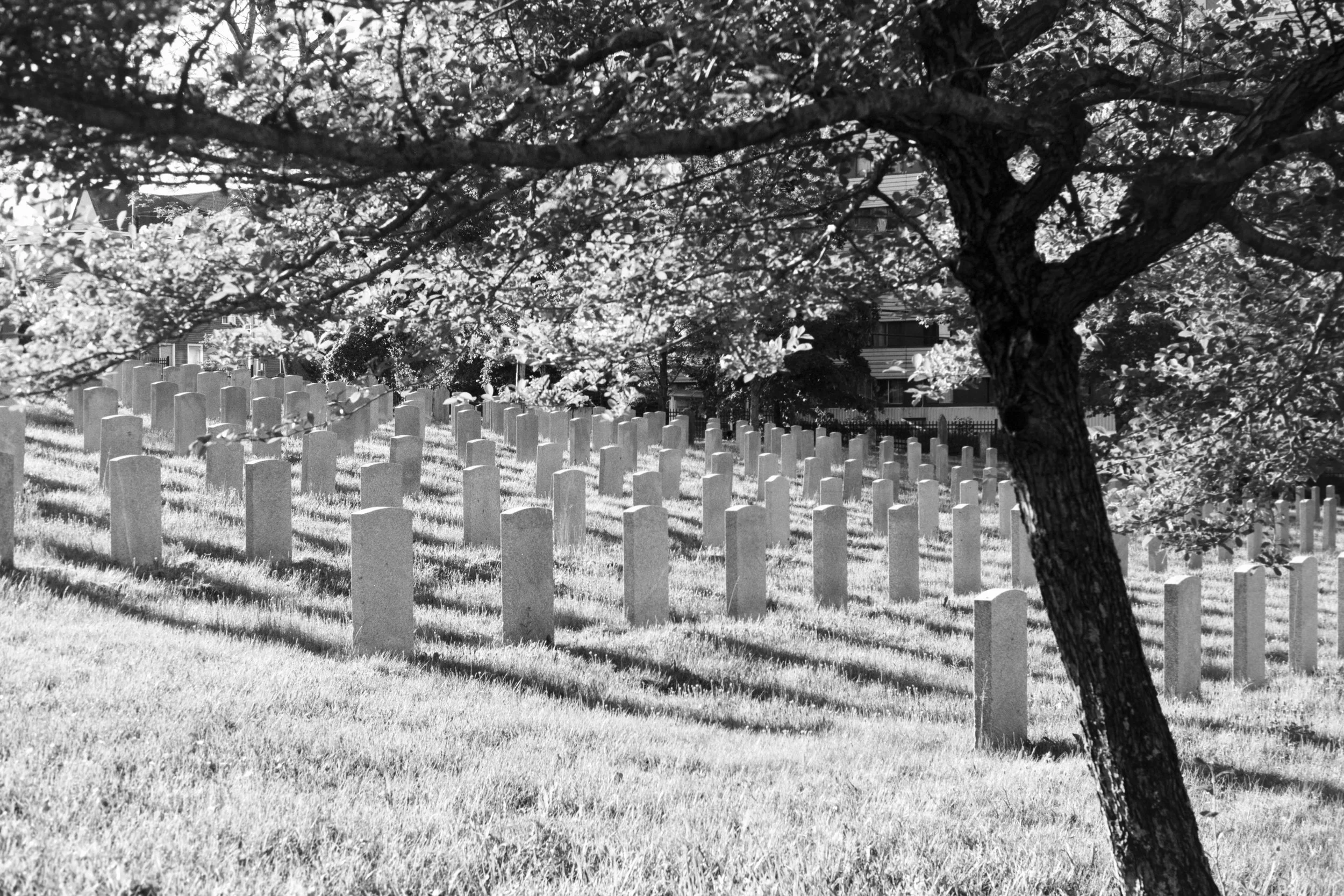 In the Shadows of a Tree in an Old Cemetery