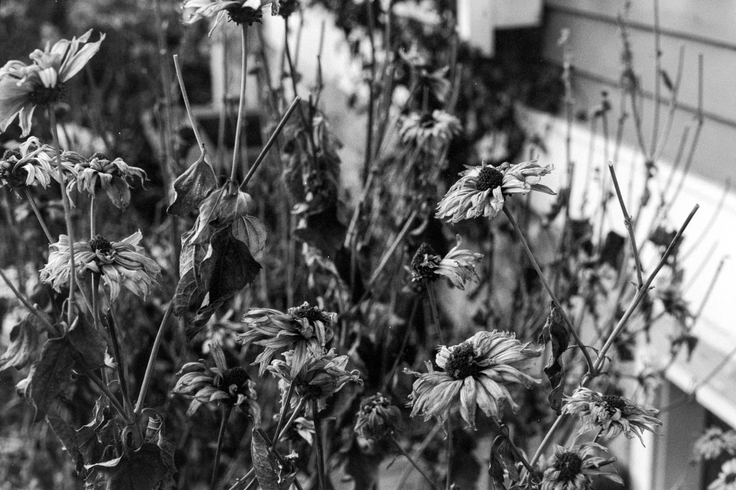 sleepinggardens-jan_2025-3.jpg