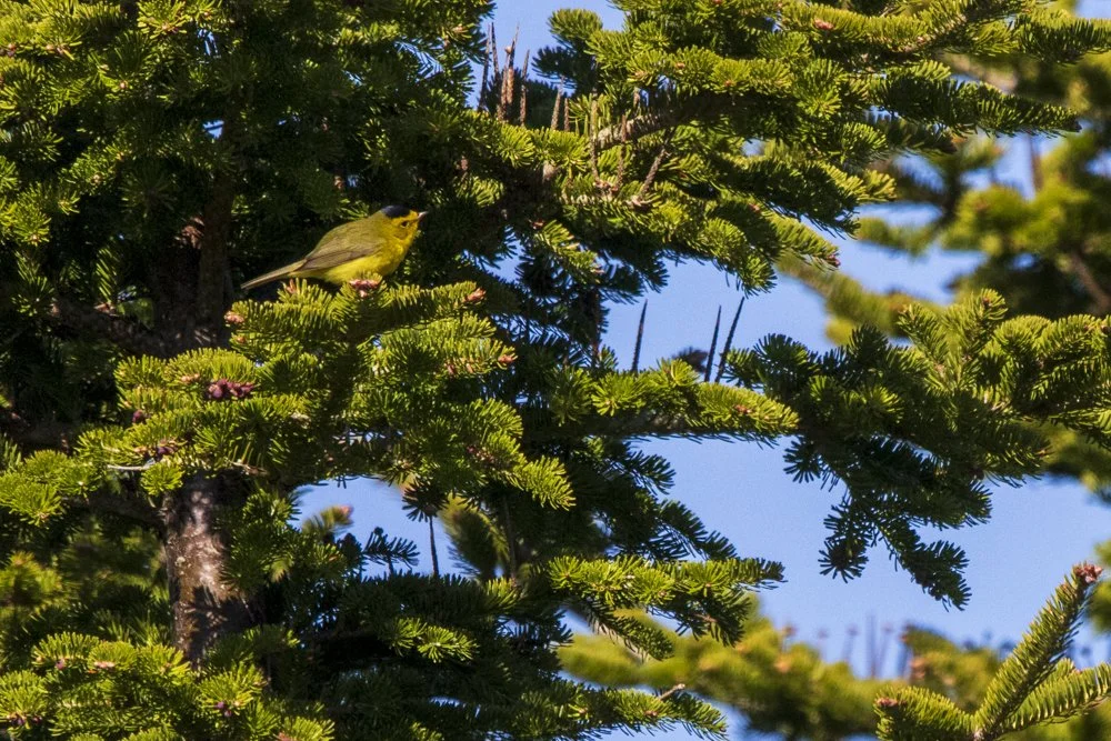 Wilson's Warbler