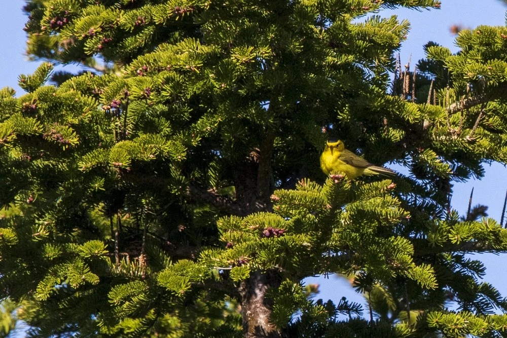 Wilson's Warbler